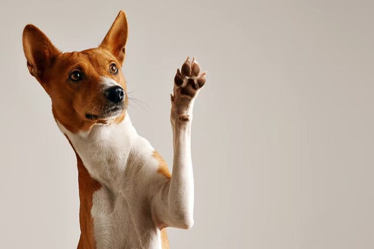 Pet