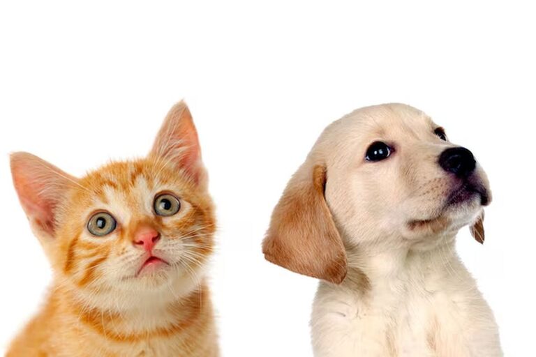 Gato e Cachorro