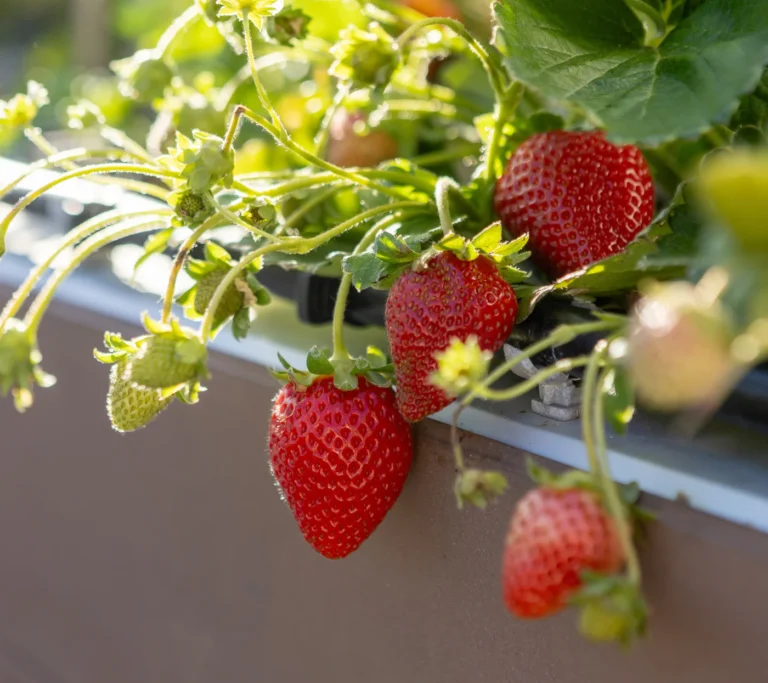 cultivar_morangos_1