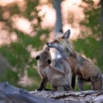 fauna