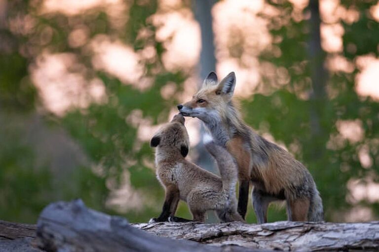 fauna