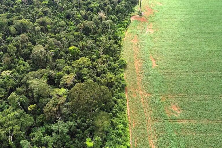 amazônia