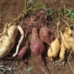 beneficios-da-batata-doce_13616