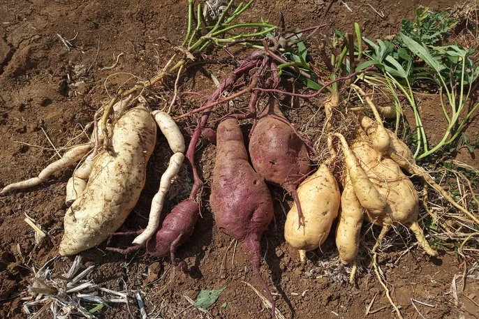 beneficios-da-batata-doce_13616
