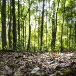 floresta