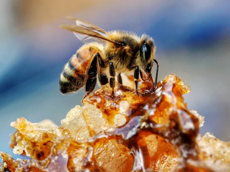 Bzzzzz-Nao-o-mel-nao-e-feito-do-vomito-das-abelhas