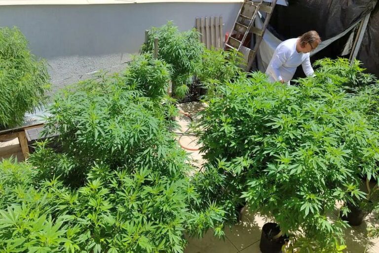 cannabis