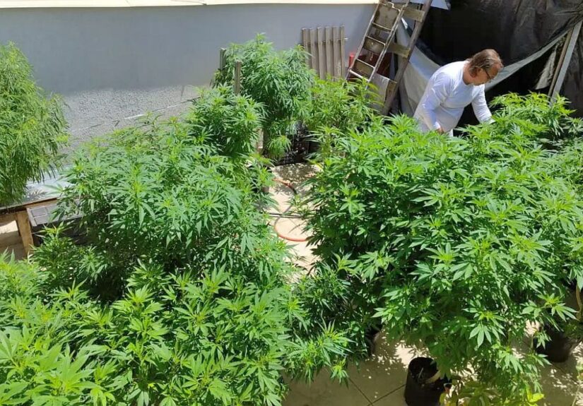 cannabis