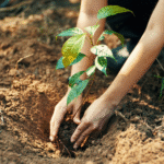ForbesESG_plantar-arvore_apos-tophy_Getty-Images