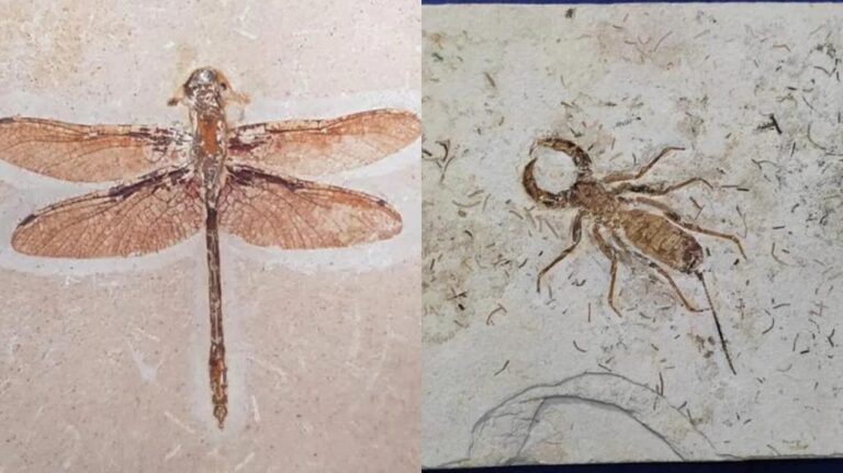 fósseis repatriados ceará