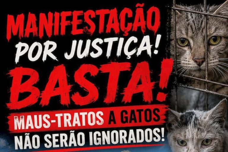 gato3