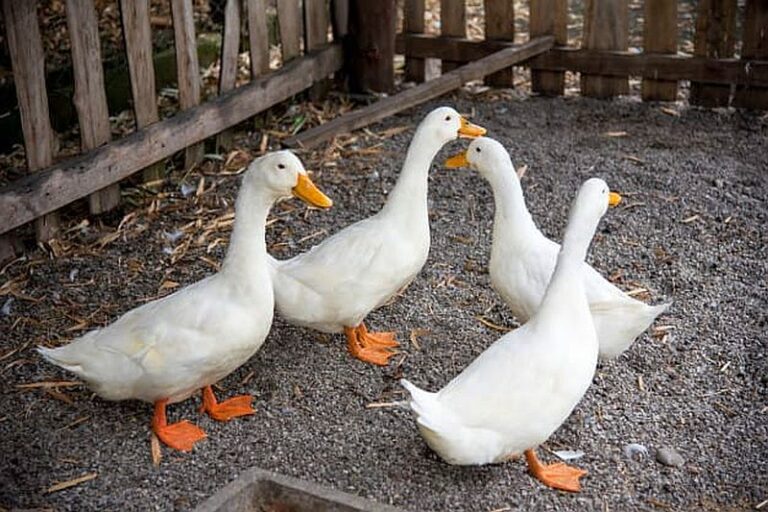 foie-gras