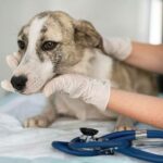 vet-solidario