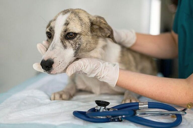 vet-solidario