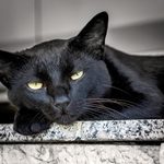gatinho-preto